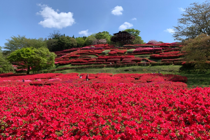 椎八重（しいばえ）公園